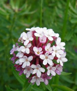 黃斷腸草 黃斷腸草