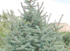 白雲杉。 白雲杉。