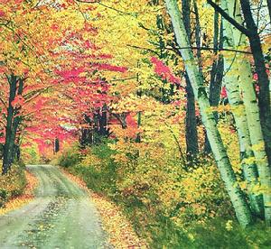 溫帶氣候 溫帶氣候