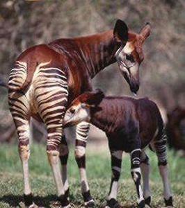 俄卡皮野生動物保護區