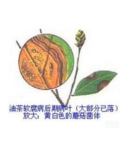 油茶軟腐病 油茶軟腐病