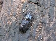 矮糞球金龜 矮糞球金龜