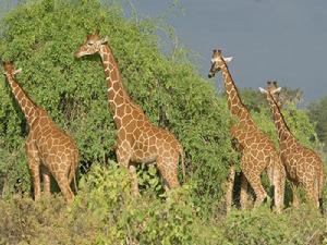 長頸鹿指名亞種