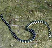 扁尾藍灰海蛇 扁尾藍灰海蛇