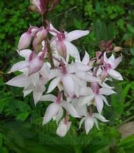 樂昌蝦脊蘭 樂昌蝦脊蘭