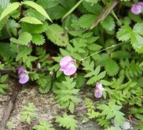 歐氏馬先蒿歐氏亞種中國變種