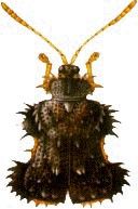 束腰扁趾鐵甲 束腰扁趾鐵甲