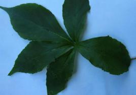 小花五味子根 小花五味子根