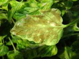 植物真菌病害 植物真菌病害