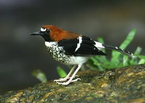 栗枕燕尾 栗枕燕尾