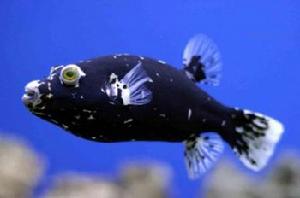 黑狗頭魚 黑狗頭魚