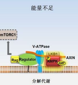 分解代謝 分解代謝