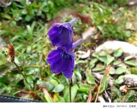 楔葉獐牙菜 楔葉獐牙菜