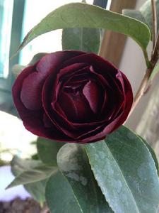 金碧輝煌茶花 金碧輝煌茶花