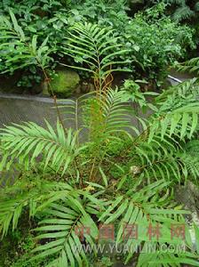 華南紫萁 華南紫萁