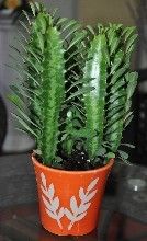 黃連龍骨湯 黃連龍骨湯