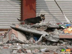 搜救犬麥兜也哭了