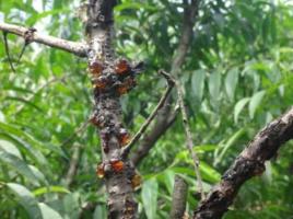 紅葉李流膠病 紅葉李流膠病