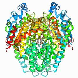 6-磷酸葡萄糖脫氫酶 6-磷酸葡萄糖脫氫酶