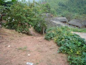 踏清河村 踏清河村