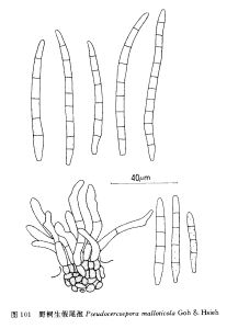 野桐生假尾孢 野桐生假尾孢