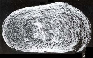 土星介屬 土星介屬