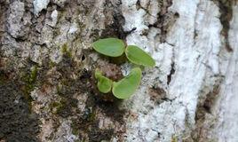 凹頭臭蟻 凹頭臭蟻