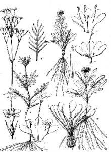 秀麗纈草 秀麗纈草