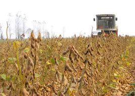 黑河45號 黑河45號