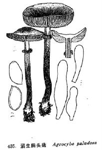 沼生田頭菇 沼生田頭菇