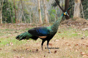 雌性綠孔雀female