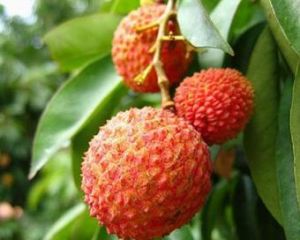 水晶球荔枝 水晶球荔枝