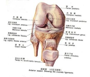 膝關節盤狀半月板 膝關節盤狀半月板