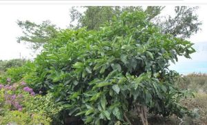 海南巴戟 海南巴戟