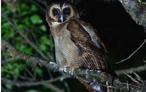 褐林鴞寮國亞種