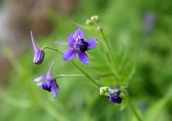 少腺密葉翠雀花