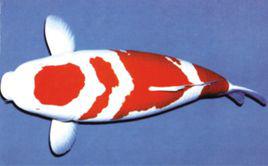 紅白錦鯉 紅白錦鯉