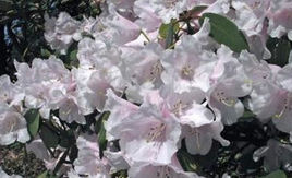 隴蜀杜鵑(原亞種) 隴蜀杜鵑(原亞種)