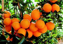 贛南臍橙苗 贛南臍橙苗