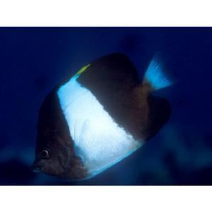 印度霞蝶 印度霞蝶