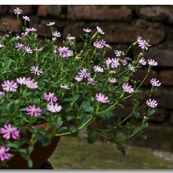 紅萼蠅子草 紅萼蠅子草