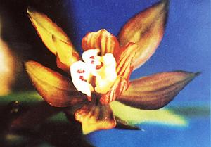 Cymbidium goeringii
