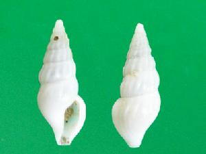 堅固卷管螺 堅固卷管螺