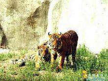 稀有動物—東北虎