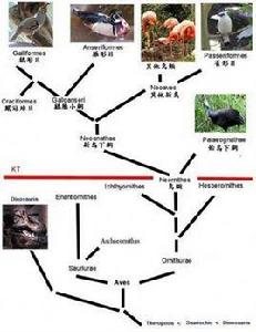 鳥類DNA分類系統 鳥類DNA分類系統