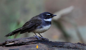 斑尾嬌鶲 斑尾嬌鶲