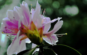 毛棉杜鵑花 毛棉杜鵑花