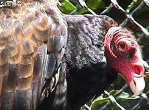 土耳其禿鷹 土耳其禿鷹