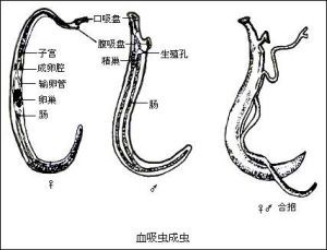 扁形動物門血吸蟲