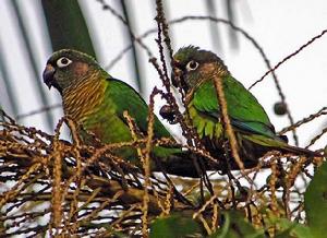 紅腹錐尾鸚鵡指名亞種 紅腹錐尾鸚鵡指名亞種